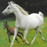 Mare and foal in pasture